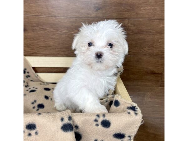 Maltese DOG Female White 2535 Petland Florence, Kentucky