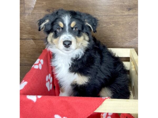 Miniature Australian Shepherd DOG Male Black 2534 Petland Florence, Kentucky