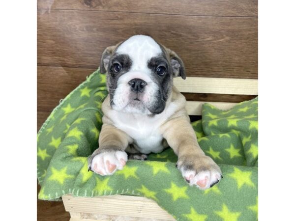 Bulldog DOG Male Fawn / White 2532 Petland Florence, Kentucky