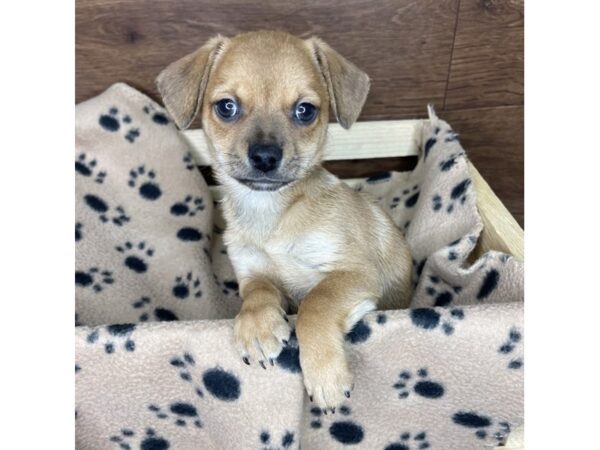 Chihuahua-DOG-Male-Red-2531-Petland Florence, Kentucky