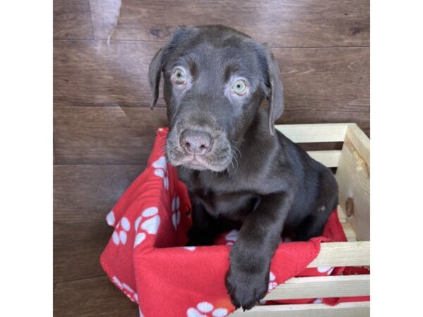 Labrador Retriever DOG Male Chocolate 2533 Petland Florence, Kentucky