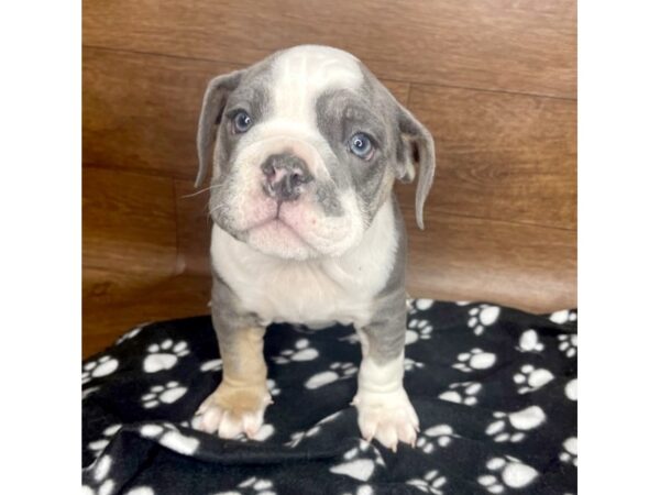 English Bulldog DOG Male Blue Tri 2559 Petland Florence, Kentucky