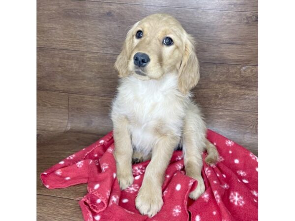 Golden Retriever DOG Female 2554 Petland Florence, Kentucky