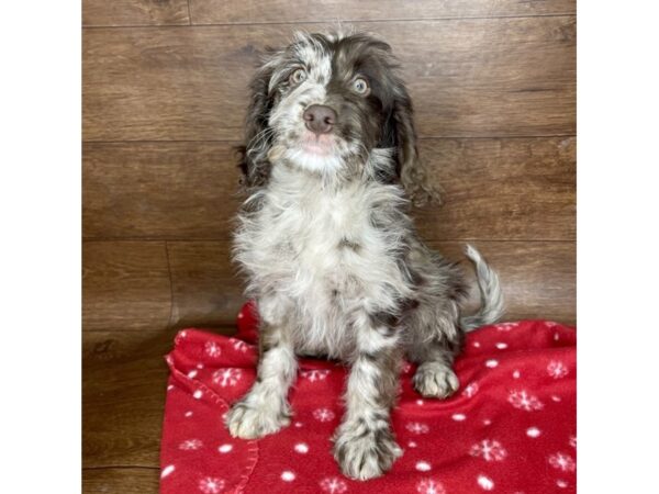 Mini Goldendoodle DOG Male Chocolate Merle 2552 Petland Florence, Kentucky