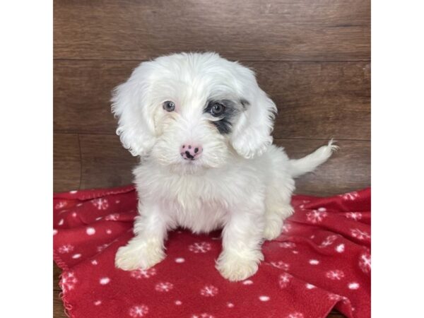 Mini Sheepadoodle DOG Female White/Blk Spots 2551 Petland Florence, Kentucky