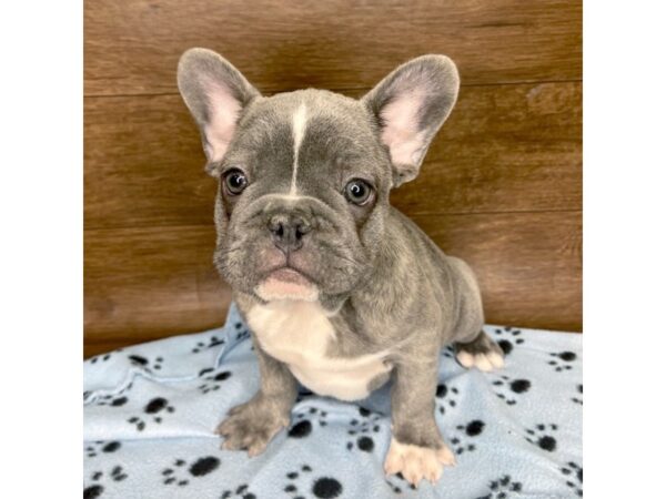 French Bulldog-DOG-Male-Blue-2550-Petland Florence, Kentucky