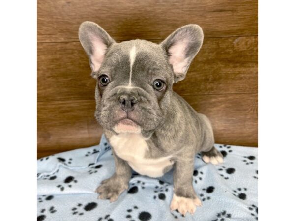 French Bulldog DOG Male Blue 2550 Petland Florence, Kentucky