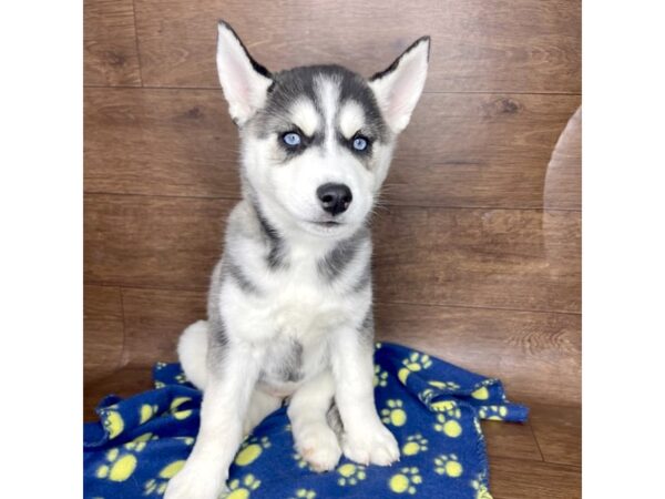 Siberian Husky DOG Female Gray / White 2549 Petland Florence, Kentucky