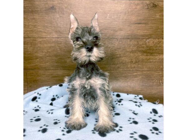 Miniature Schnauzer DOG Female Salt / Pepper 2548 Petland Florence, Kentucky