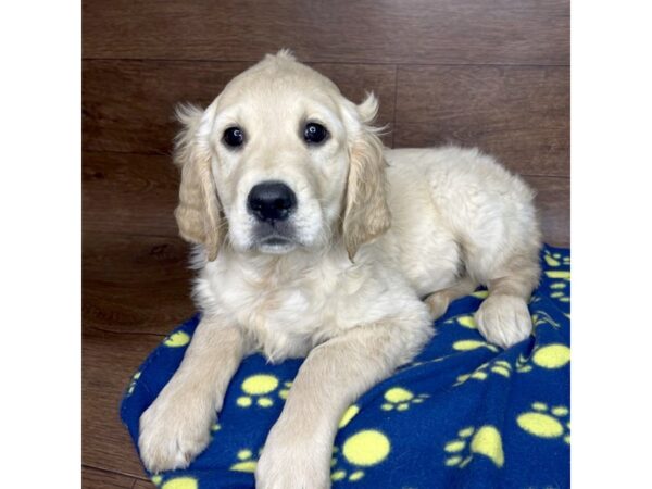 Golden Retriever DOG Male Golden 2546 Petland Florence, Kentucky