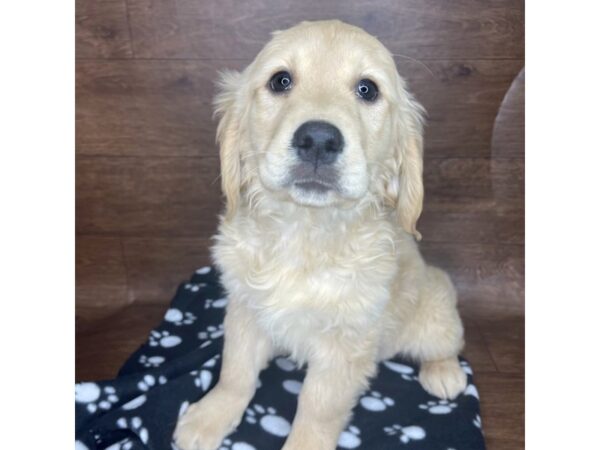 Golden Retriever-DOG-Female-Golden-2545-Petland Florence, Kentucky