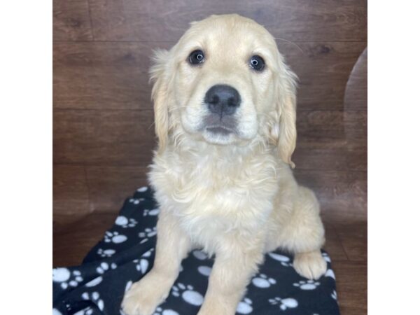 Golden Retriever DOG Female Golden 2545 Petland Florence, Kentucky