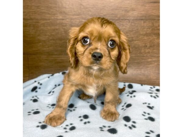 Cavalier King Charles Spaniel DOG Male Ruby 2544 Petland Florence, Kentucky