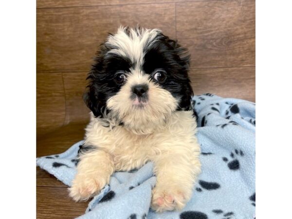 Shih Tzu DOG Male Black / White 2542 Petland Florence, Kentucky