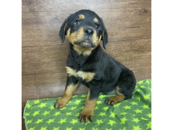 Rottweiler DOG Female Black and Tan 2558 Petland Florence, Kentucky