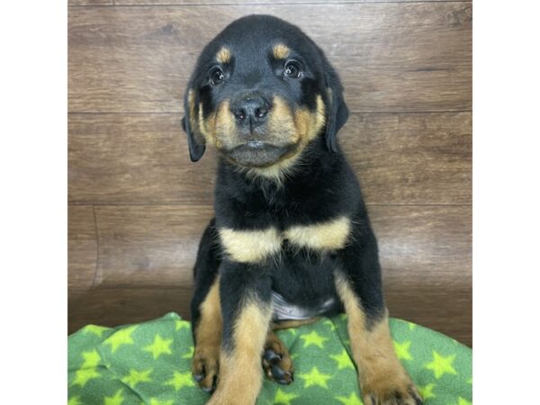 Rottweiler DOG Male Black and Tan 2557 Petland Florence, Kentucky