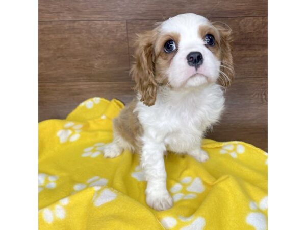 Cavalier King Charles Spaniel-DOG-Male-Blenheim-2555-Petland Florence, Kentucky