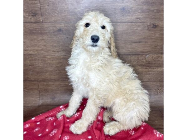 Goldendoodle DOG Female Golden 2553 Petland Florence, Kentucky