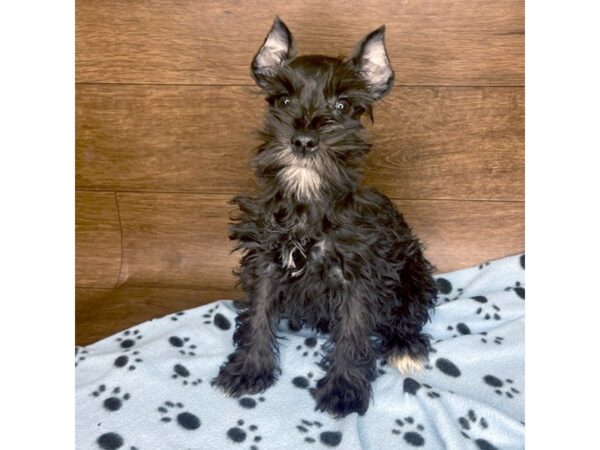 Miniature Schnauzer DOG Female Black 2537 Petland Florence, Kentucky