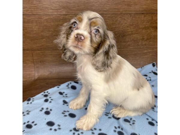 Cockalier DOG Male Chocolate / Tan 2538 Petland Florence, Kentucky