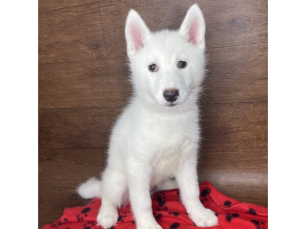 Siberian Husky DOG Female White 2539 Petland Florence, Kentucky