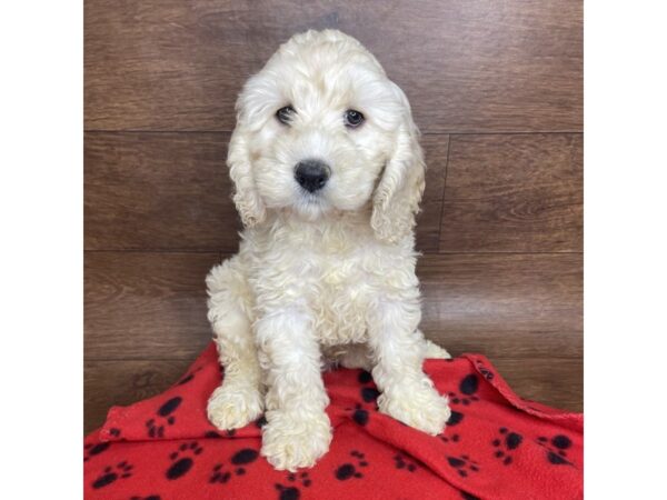 Cock A Poo-DOG-Male-Cream-2540-Petland Florence, Kentucky