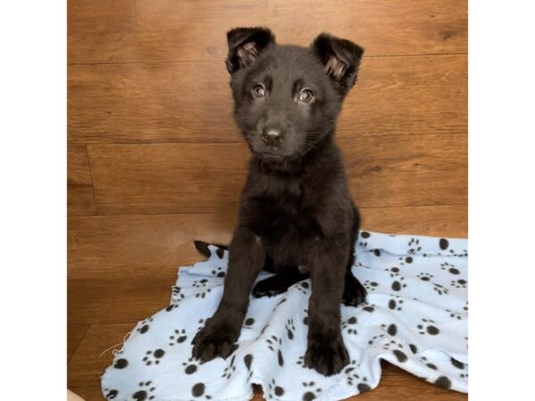 German Shepherd Dog DOG Male Black 2569 Petland Florence, Kentucky