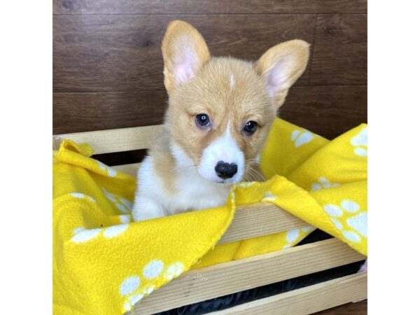 Pembroke Welsh Corgi DOG Female Red 2567 Petland Florence, Kentucky