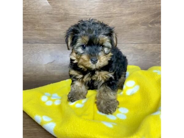 Yorkshire Terrier-DOG-Male-Black / Tan-2565-Petland Florence, Kentucky