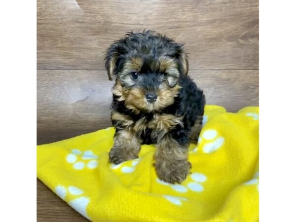 Yorkshire Terrier DOG Male Black / Tan 2565 Petland Florence, Kentucky