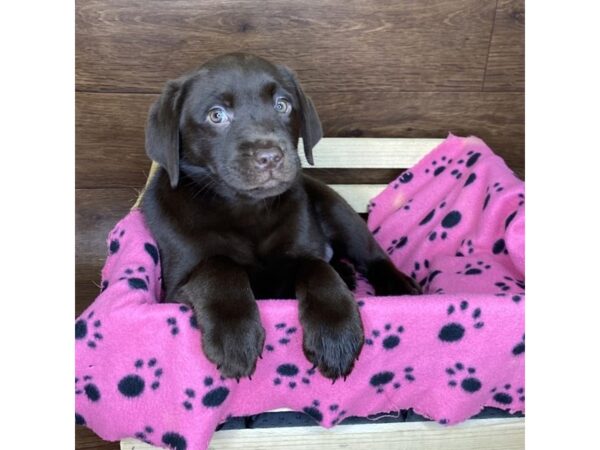 Labrador Retriever DOG Female Chocolate 2564 Petland Florence, Kentucky