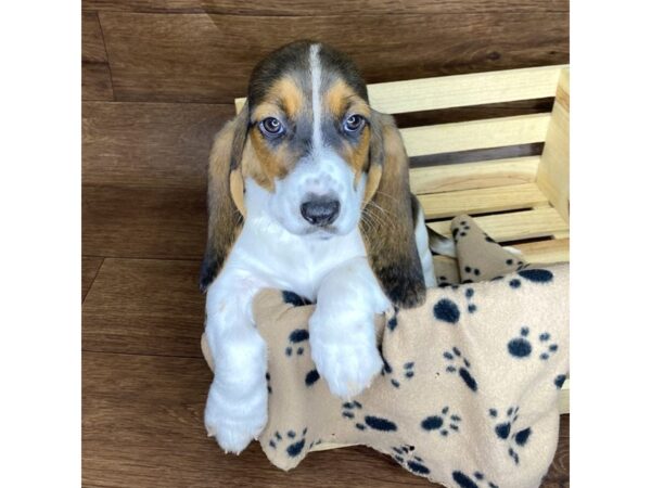 Basset Hound-DOG-Female-Black White / Tan-2563-Petland Florence, Kentucky