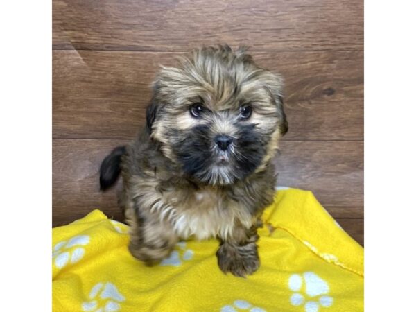 Lhasa Apso DOG Male Grizzle 2561 Petland Florence, Kentucky