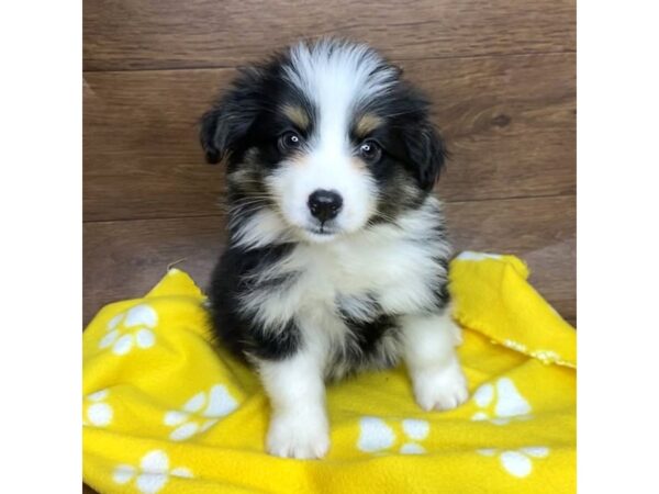 Miniature Australian Shepherd DOG Male Black White / Tan 2560 Petland Florence, Kentucky