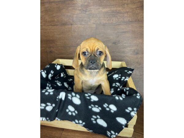 Puggle-DOG-Female-Fawn-2571-Petland Florence, Kentucky