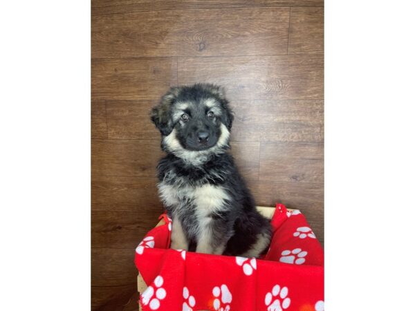 German Shepherd Dog-DOG-Male-Black / Tan-2572-Petland Florence, Kentucky