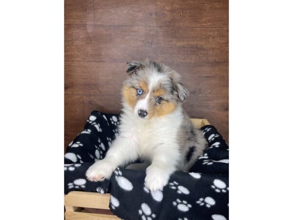 Miniature Australian Shepherd DOG Female Blue Merle 2573 Petland Florence, Kentucky