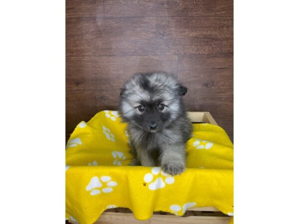 Keeshond-DOG-Male-Black / Silver-2574-Petland Florence, Kentucky