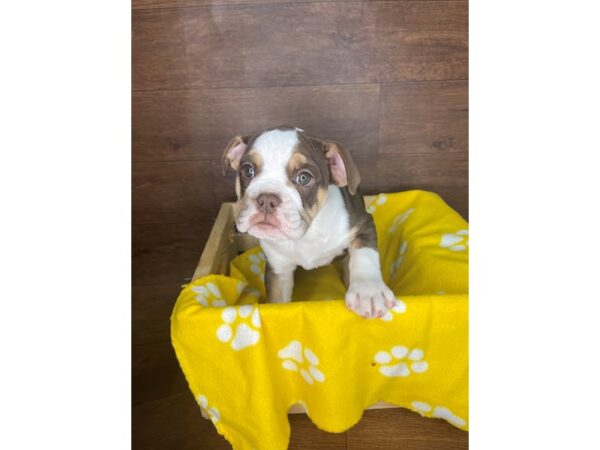 Bulldog DOG Female Chocolate White Tan 2576 Petland Florence, Kentucky