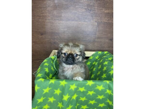 Pekingese DOG Male Gold 2577 Petland Florence, Kentucky