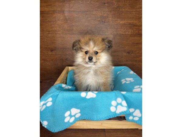 Pomeranian DOG Female Orange Sable 2579 Petland Florence, Kentucky