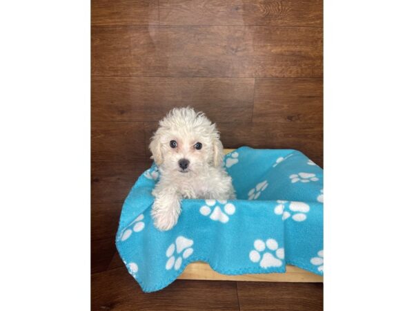 Bichon Frise DOG Female White 2580 Petland Florence, Kentucky