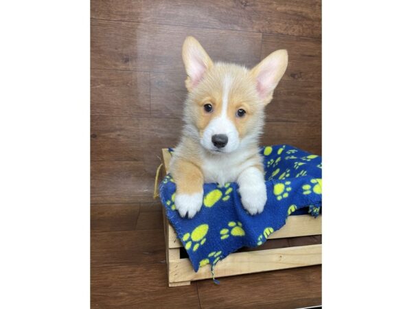 Pembroke Welsh Corgi DOG Male Red / White 2581 Petland Florence, Kentucky