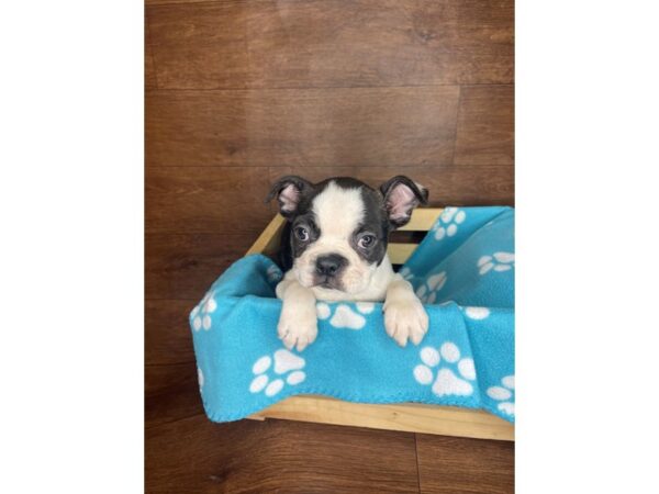 Boston Terrier DOG Male Black / White 2582 Petland Florence, Kentucky