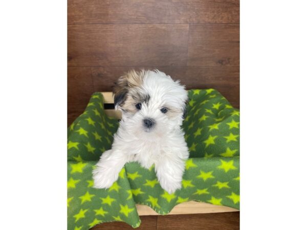 Malshi-DOG-Female-Brindle / White-2575-Petland Florence, Kentucky