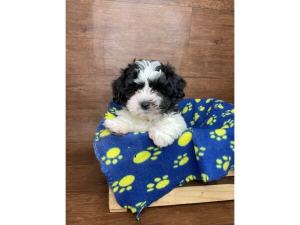 Teddy Bear DOG Male Black / White 2570 Petland Florence, Kentucky