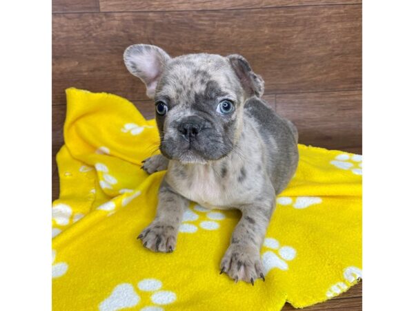 French Bulldog DOG Male Blue Merle 2597 Petland Florence, Kentucky