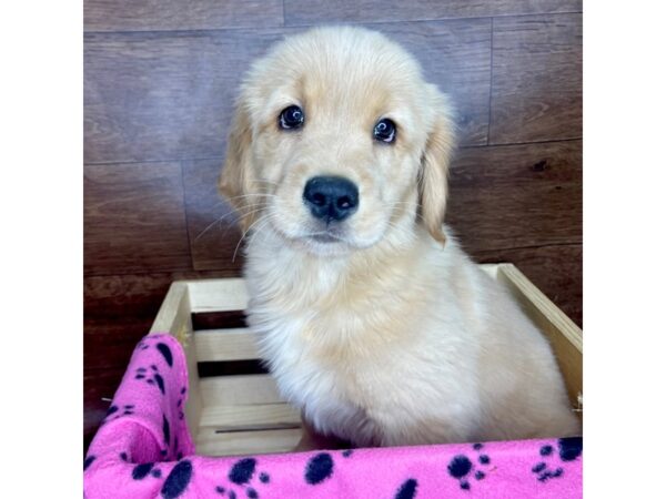 Golden Retriever DOG Female Apricot 2596 Petland Florence, Kentucky