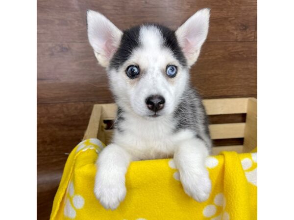 Pomsky DOG Male Black and White 2595 Petland Florence, Kentucky