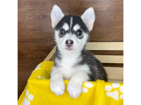 Pomsky DOG Male Black and White 2594 Petland Florence, Kentucky